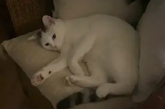 Chat blanc disparu à Carling depuis le 21/01 - photo