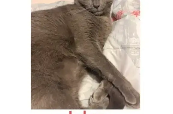 Friendly 2-Year-Old Cat Missin...