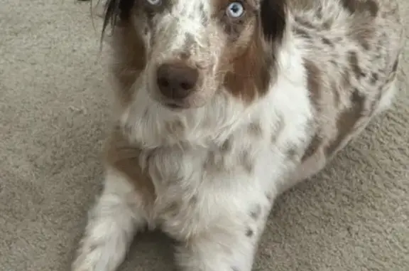 Lost Australian Shepherd: Sadie in Raleigh