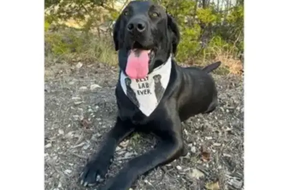 Friendly Black Lab Missing in...