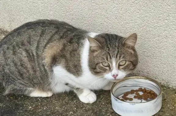Chat trouvé , photo: Chat trouvé Rue de la Buisaie, Notre-Dame