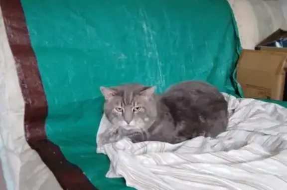 Animaux perdus Le Grau-du-Roi, photo: Chat tigré gris-blanc perdu au Grau-du-Roi