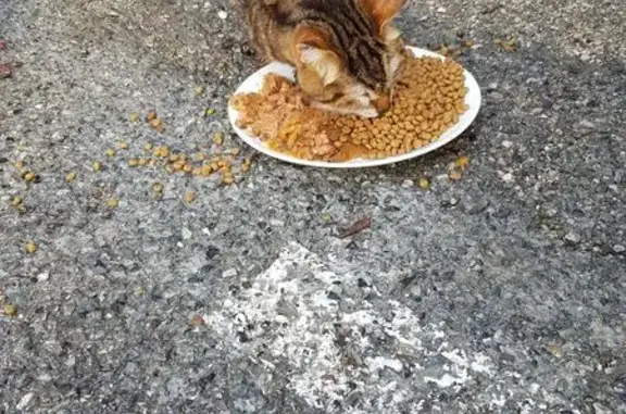 Chat trouvé malade, clinique Aspremont - photo