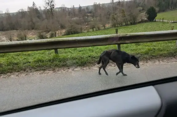 Animaux trouvés , photo: Chien errant maigre aperçu à Marenla