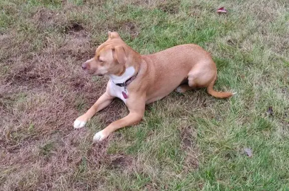 Lost: Skittish Gold-Brown Dog, Springfield