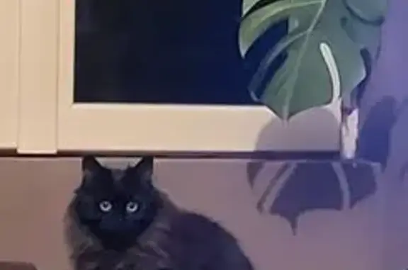 Chatte noire disparue à Saint-Clément - photo