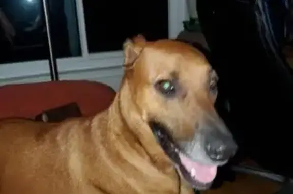 Lost Ridgeback Mix on N 13th Ave, Upland