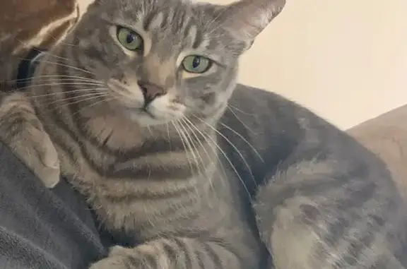 Help Find Murphy: Missing Gray Cat