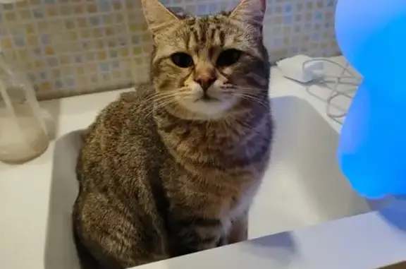 Chat perdu, Blanquefort, photo: Chatte grise perdue, Woki, Blanquefort