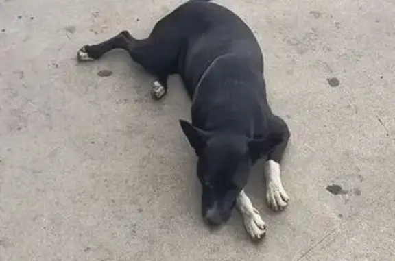 Cachorro Perdido em Itaquaquecetuba: Ajude!