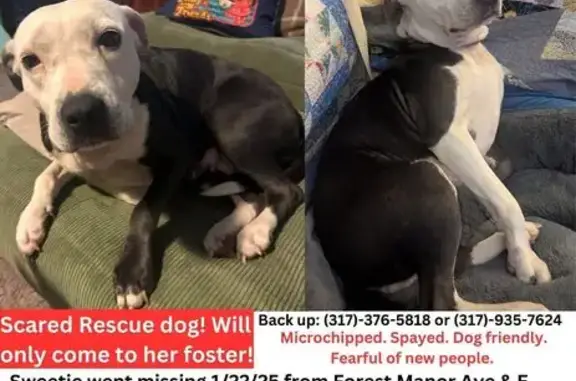 Lost Timid Pit Bull in Indianapolis