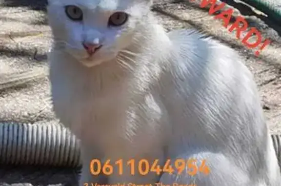 Missing: White Male Cat, Versveld St.