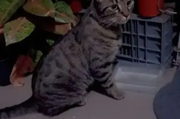 Chat perdu : Gang, 1 an, Saint-Paul - photo