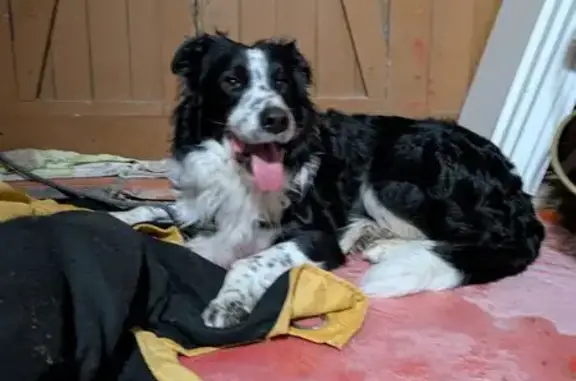 Chien trouvé , photo: Chien trouvé à Sainte-Maxime, PACA