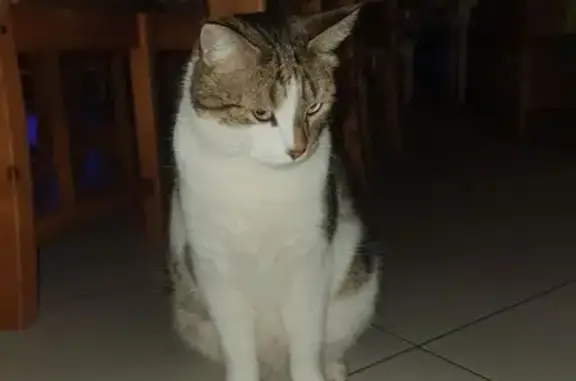 Chat perdu, Fegersheim, photo: Chat mâle perdu, Rue de la Liberté, Fegersheim