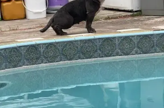 Lost Dog: Cachita, Black American Bully