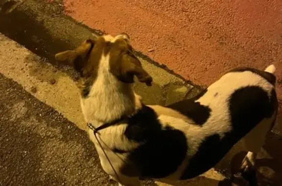 Chien trouvé à Marsillargues - photo