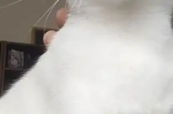 Chat perdu, Villeurbanne, photo: Chat noir et blanc perdu à Villeurbanne
