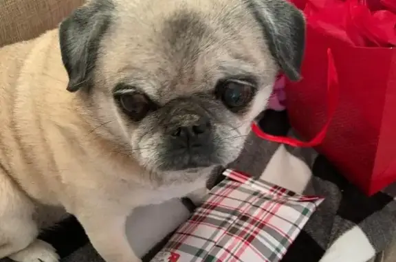 Help Find Martini: Elderly Pug Missing