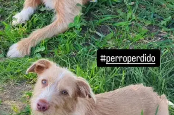 ¡Ayuda! Perro Perdido en Portas, Galicia