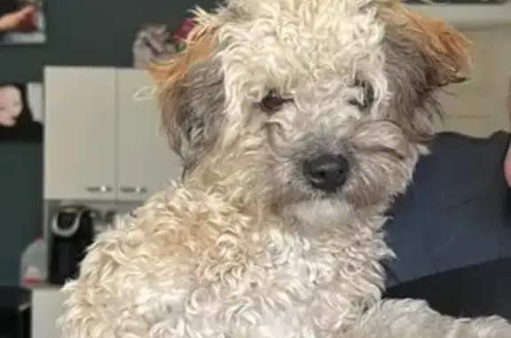 Found: Female Poodle Mix & Doodle in Chandler