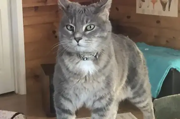 Lost Gray Cat with Green Eyes in Crossville