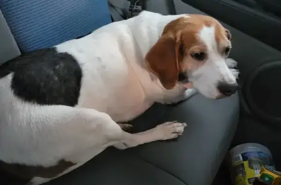 Found Beagle: Male, Spotted, Tulsa Rd