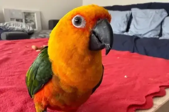 Lost Jenday Conure - Reward Offered