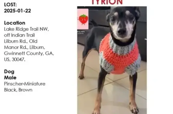 Help Find Tyrion: Missing Black Pinscher