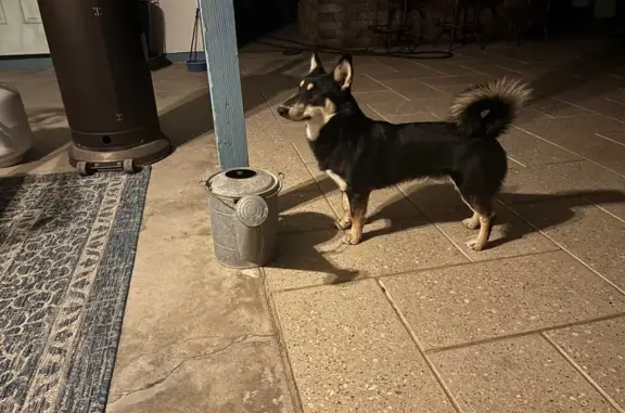 Found: Small Black & Brown Dog in Chandler