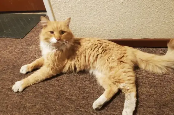 Orange Maine Coon Mix Found in...