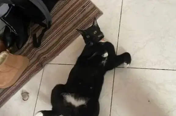 Animaux perdus Casteljaloux, photo: Chat noir perdu, chaussettes blanches