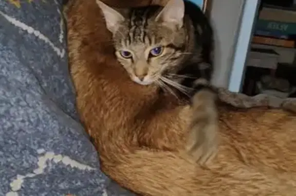 Chat tigré disparu à Fécamp - photo
