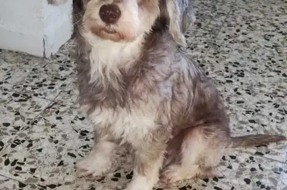 Perro Perdido en Sevilla: Demi, Ayúdanos