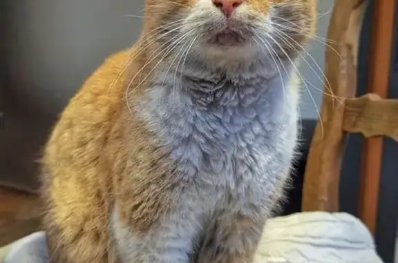 Chat roux et blanc trouvé à Brive - photo