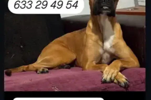 Perra Boxer Perdida: Ayúdanos a Encontrarla