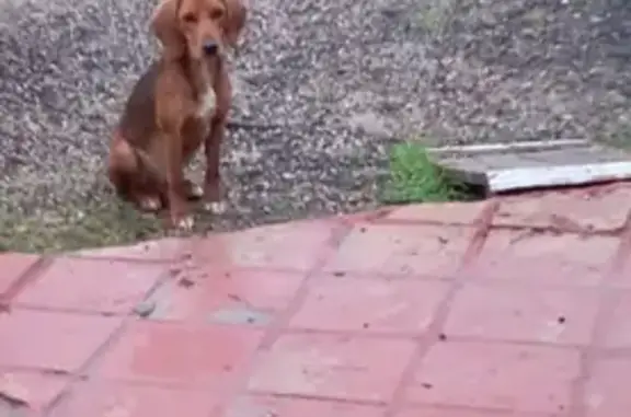 Beagle femelle peureuse trouvée à Cabrerolles - photo