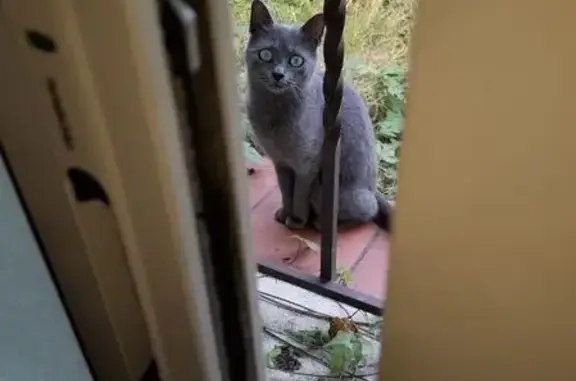Chat trouvé Le Boulou, photo: Chat errant trouvé Rue des Amaryllis