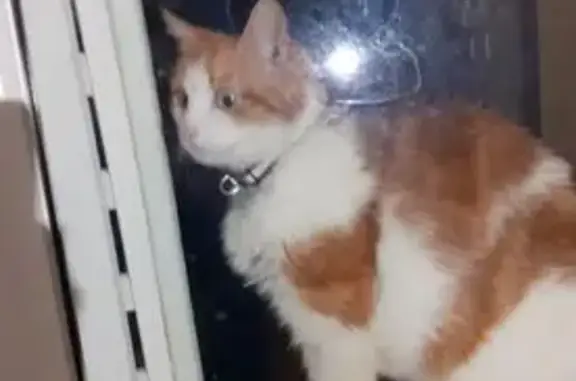 Animaux perdus , photo: Chat roux 9 ans perdu, diabétique, Achères