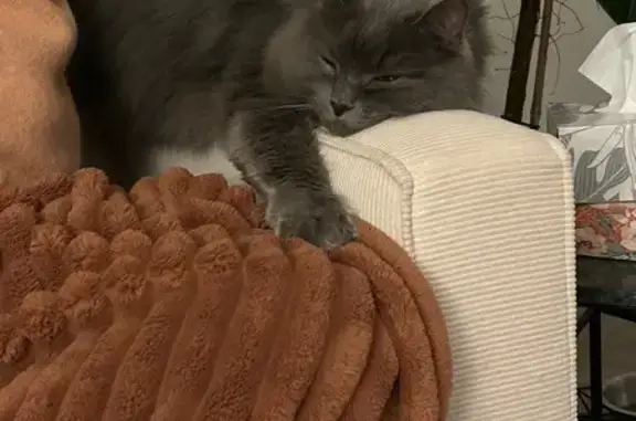 Chat perdu, Écommoy, photo: Chat mâle gris perdu à Écommoy