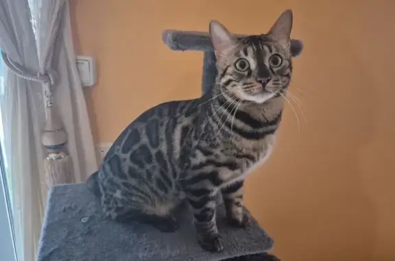 Animaux perdus Béziers, photo: Chat Bengal perdu, 1 an, Béziers