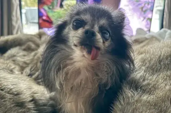 Chihuahua mâle perdu, 14 ans, Tassin - photo