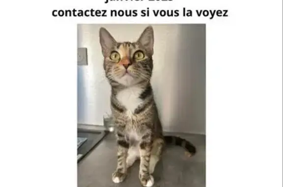 Chat perdu, Villemandeur, photo: Chat Perdu à Villemandeur