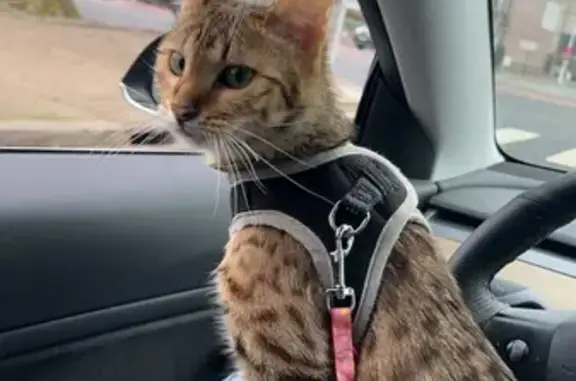 Animaux perdus Roubaix, photo: Chatte perdue avec collier, Rue de Charleroi