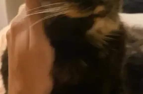 Chat perdu, Châteaurenard, photo: Chatte écaille disparue à Châteaurenard