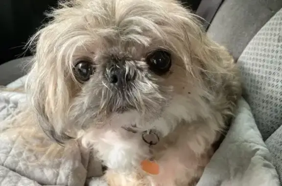 Lost: Elderly Shih Tzu, Whitehead Rd, Oxford