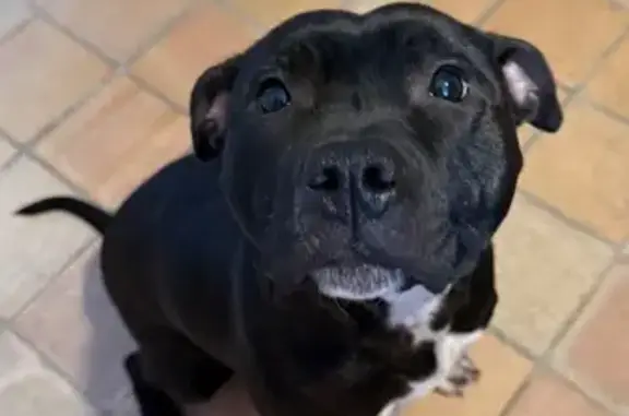 Chien perdu Bondoufle, photo : Chienne perdue à Bondoufle (91)