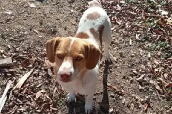 Missing: Friendly Beagle Mix in Piedmont