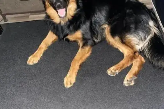 Lost Black/Tan Dog in Fort Smith Area