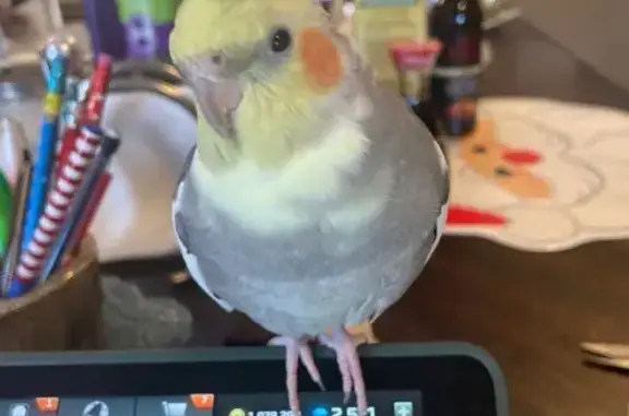 Lost Cockatiel on Poncho Drive, Mastic